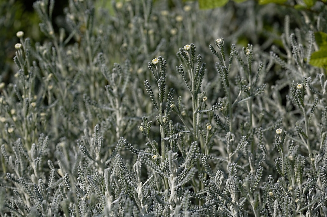 Jardin des Impressionnistes-MAI14-112